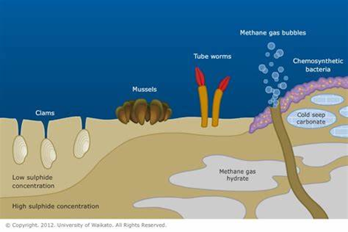 Methane Seep